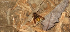 Vespa simillima