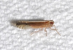 Stenocranus lautus