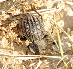 Philolithus sordidus