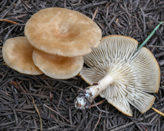 Clitocybe albirhiza