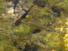 Pseudoxiphophorus bimaculatus