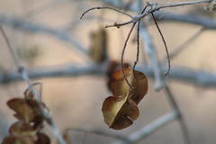 Combretum hereroense hereroense