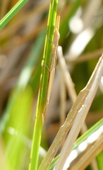 Leptysma marginicollis