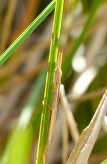 Leptysma marginicollis