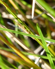 Leptysma marginicollis