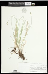 Carex hyalina