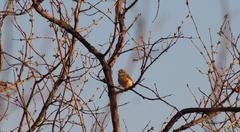 Sylvietta rufescens flecki