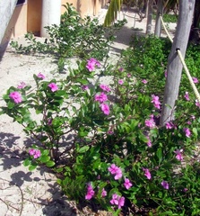 Catharanthus roseus image