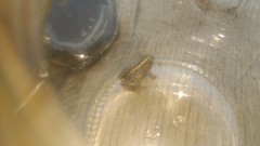 Pseudopaludicola falcipes