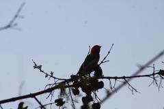 Anaplectes rubriceps rubriceps