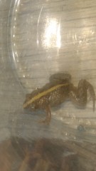 Pseudopaludicola falcipes