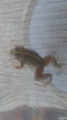 Pseudopaludicola falcipes