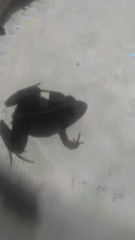 Pseudopaludicola falcipes