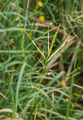 Zizania palustris