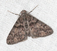 Lipogya exprimataria
