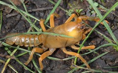 Engaeus tuberculatus