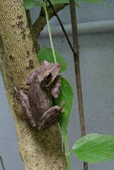 Polypedates cruciger