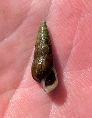 Pleurocera attenuata