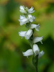 Spiranthes ochroleuca