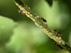 Aphis spiraecola