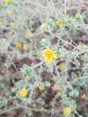 Centromadia parryi australis