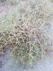 Centromadia parryi australis