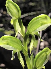 Pterostylis viriosa