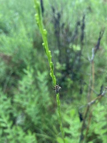 Neoscona arabesca image