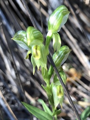 Pterostylis viriosa