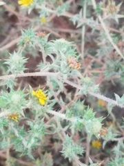 Centromadia parryi australis