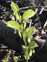 Pterostylis viriosa