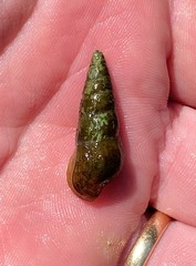 Pleurocera attenuata