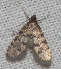 Voliba scoparialis