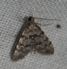 Voliba scoparialis