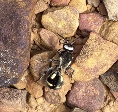 Traumatomutilla indica