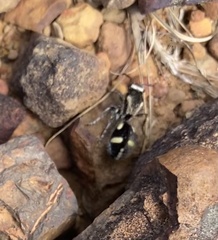 Traumatomutilla indica