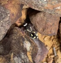 Traumatomutilla indica