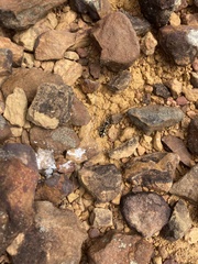 Traumatomutilla indica