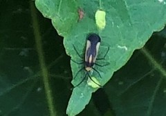 Teleonemia tricolor