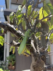 Hierodula patellifera patellifera