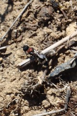 Stenomutilla argentata