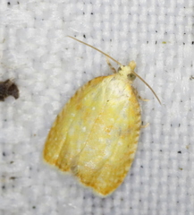 Acleris curvalana
