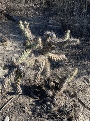 Cylindropuntia prolifera