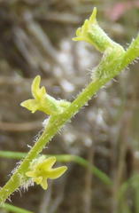 Holothrix brevipetala