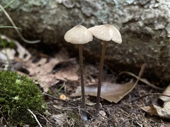 Entoloma conicum