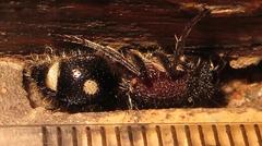 Dolichomutilla sycorax