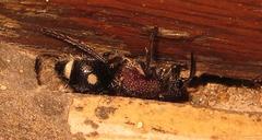 Dolichomutilla sycorax