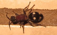 Dolichomutilla sycorax