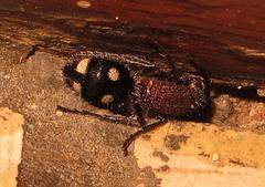 Dolichomutilla sycorax