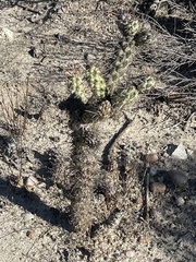 Cylindropuntia prolifera